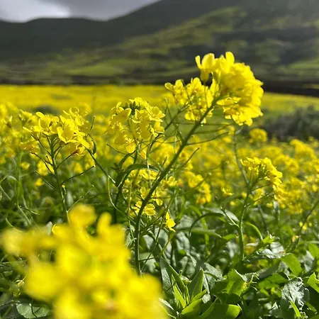 Villa Maravilla Piscina Climatizada Villaverde (Fuerteventura)