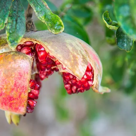 Villa Maravilla Piscina Climatizada *