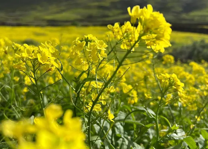 Villa Maravilla Piscina Climatizada Villaverde (Fuerteventura)