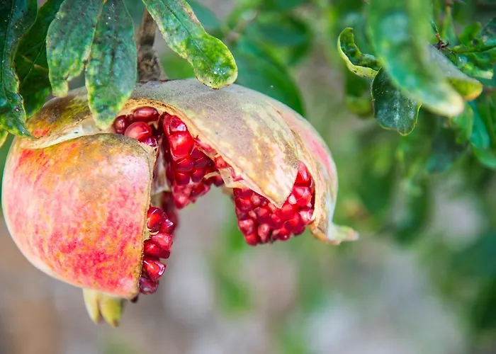 Villa Maravilla Piscina Climatizada *